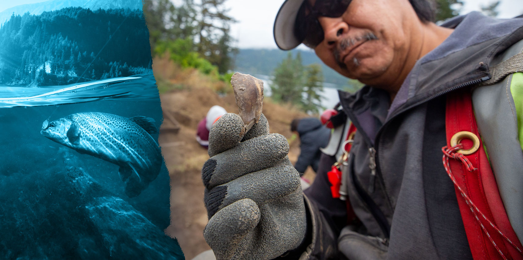 Underwater view of salmon swimming, and a member holding a bone
