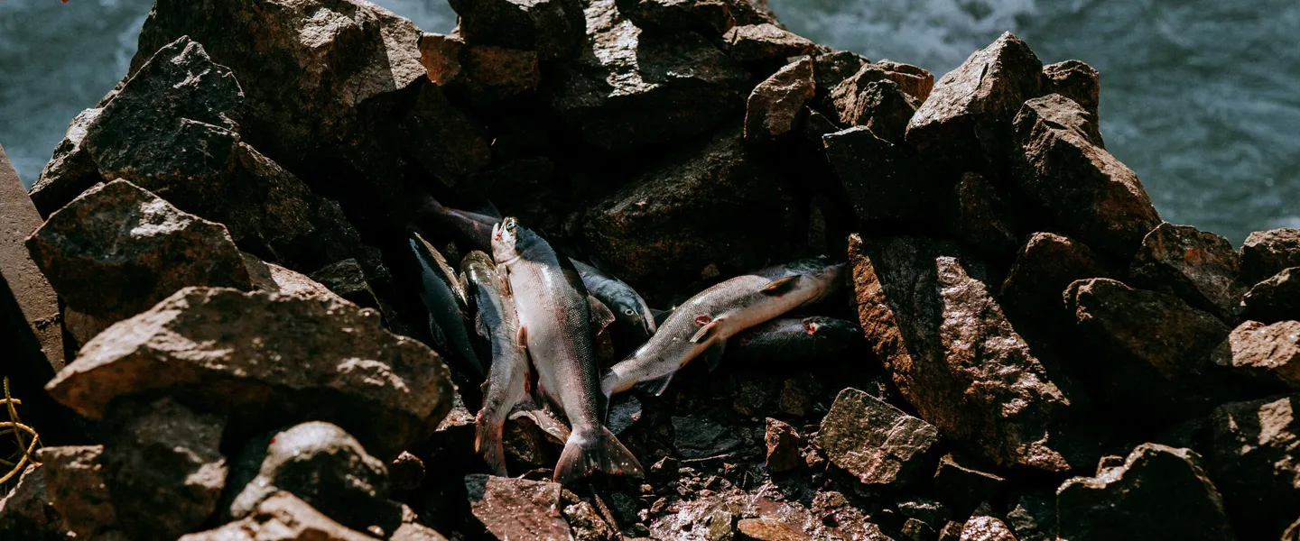 Post Image For Thumbnail for WLFN Fisheries Notice: July 25, 2023