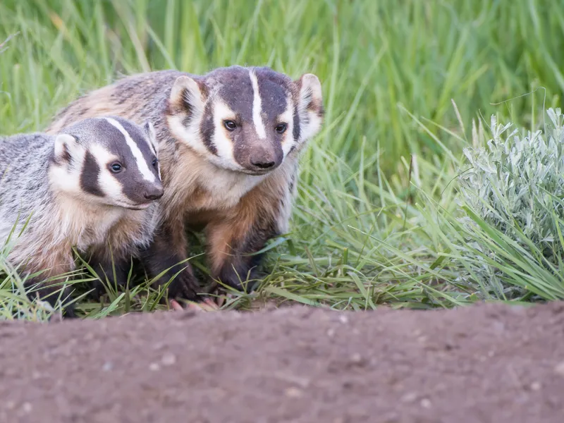 Post Image for Thumbnail for The Public Asked to Contribute to Interactive Badger-Tracking Map