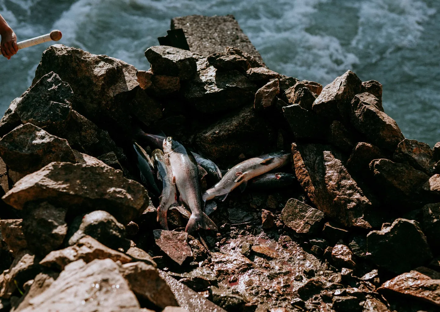 Post Image For Thumbnail for WLFN Fisheries Notice: July 25, 2023