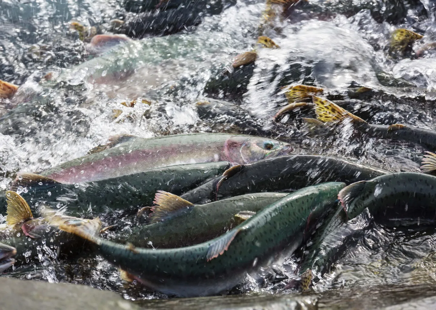 Post Image For Thumbnail for LIMITED SOCKEYE OPENING EXTENSION
