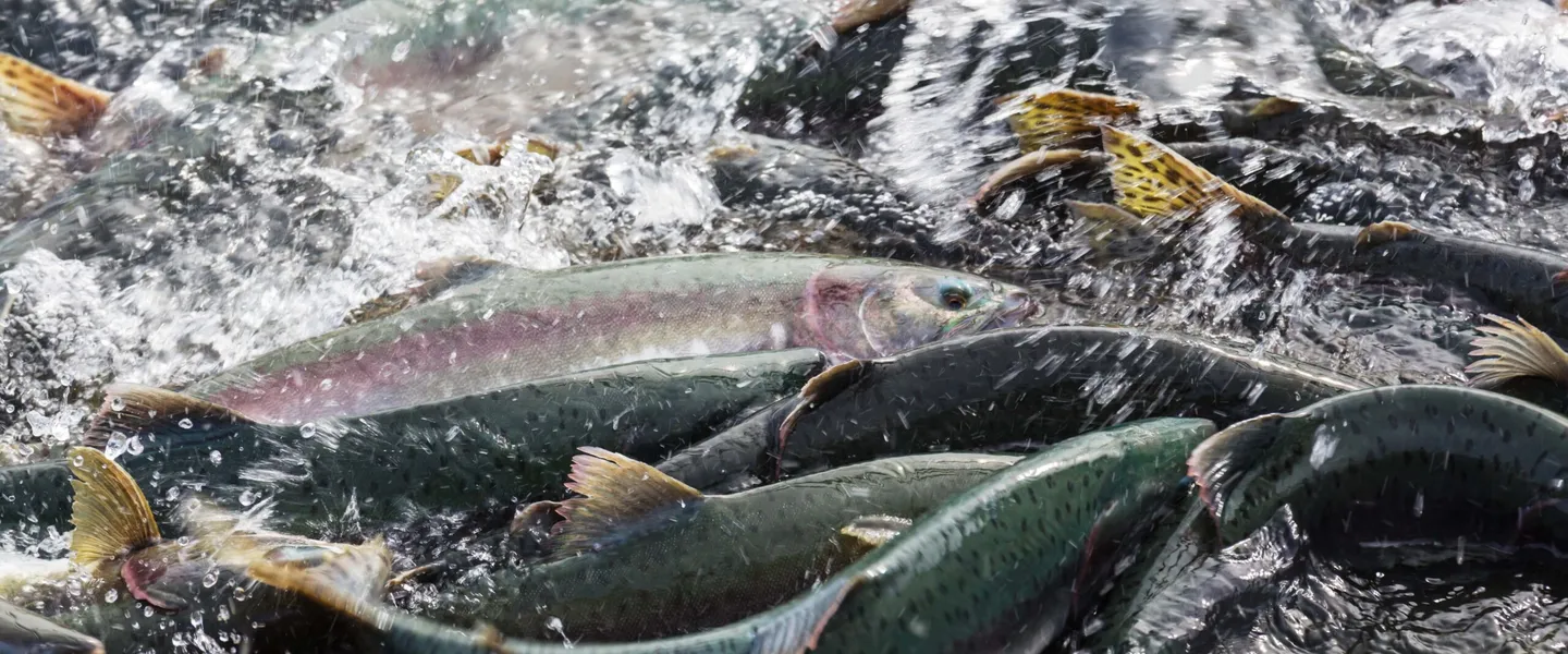 Post Image For Thumbnail for LIMITED SOCKEYE OPENING EXTENSION