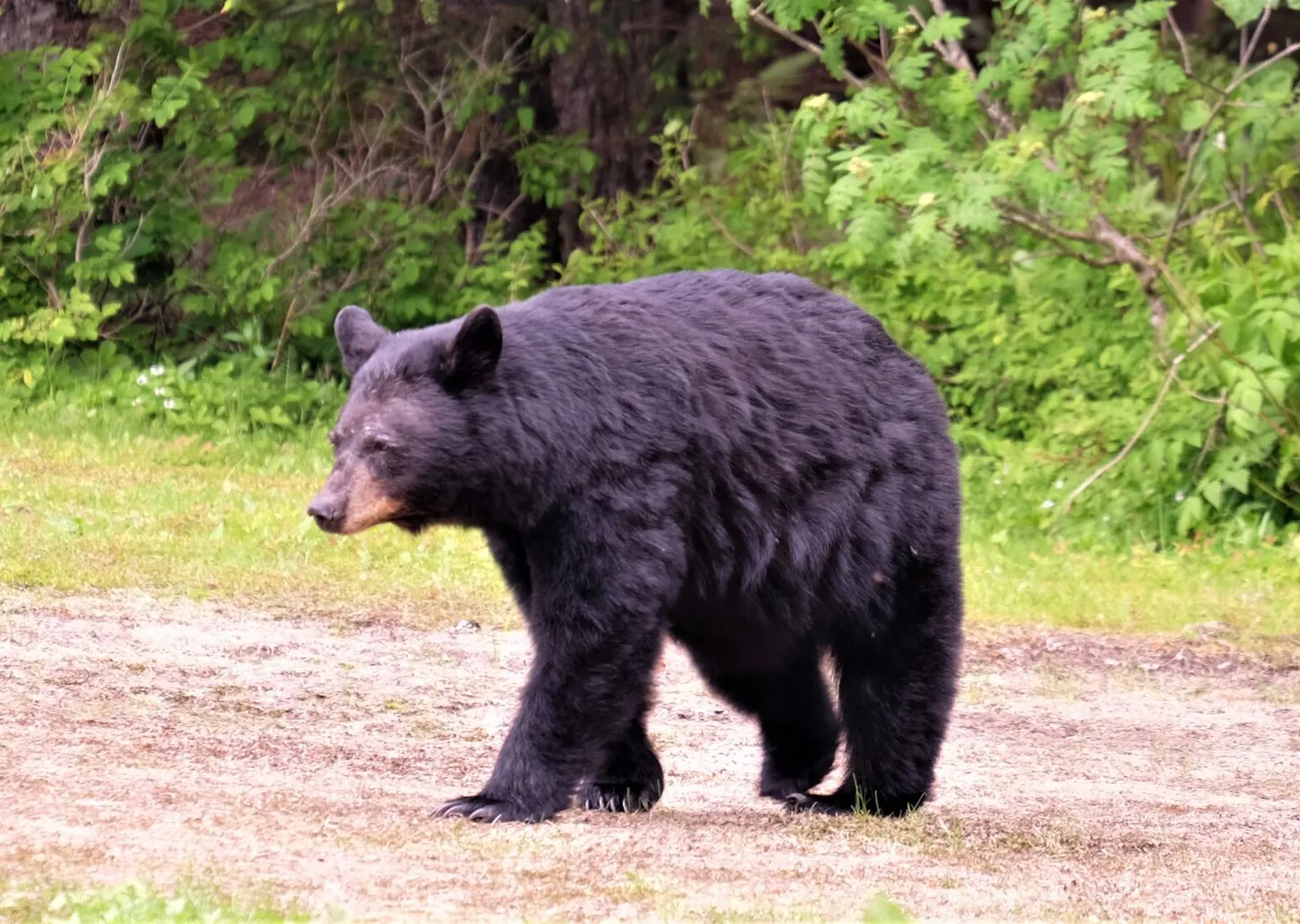 Post Image For Thumbnail for Bear Sighting in Sugar Cane