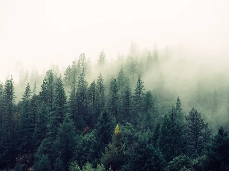 Post Image for Thumbnail for Williams Lake Community Forest Now Accepting Grant Applications