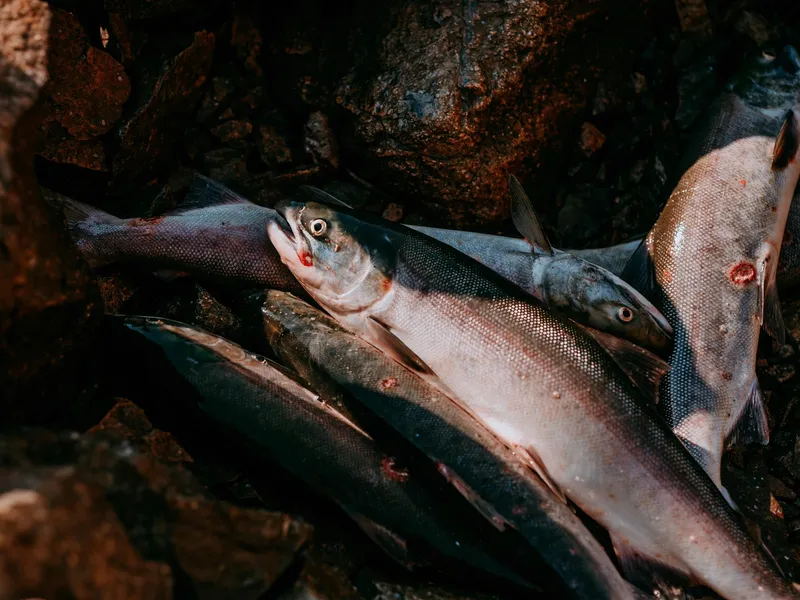 Post Image for Thumbnail for WLFN Fisheries Report: June 27, 2025
