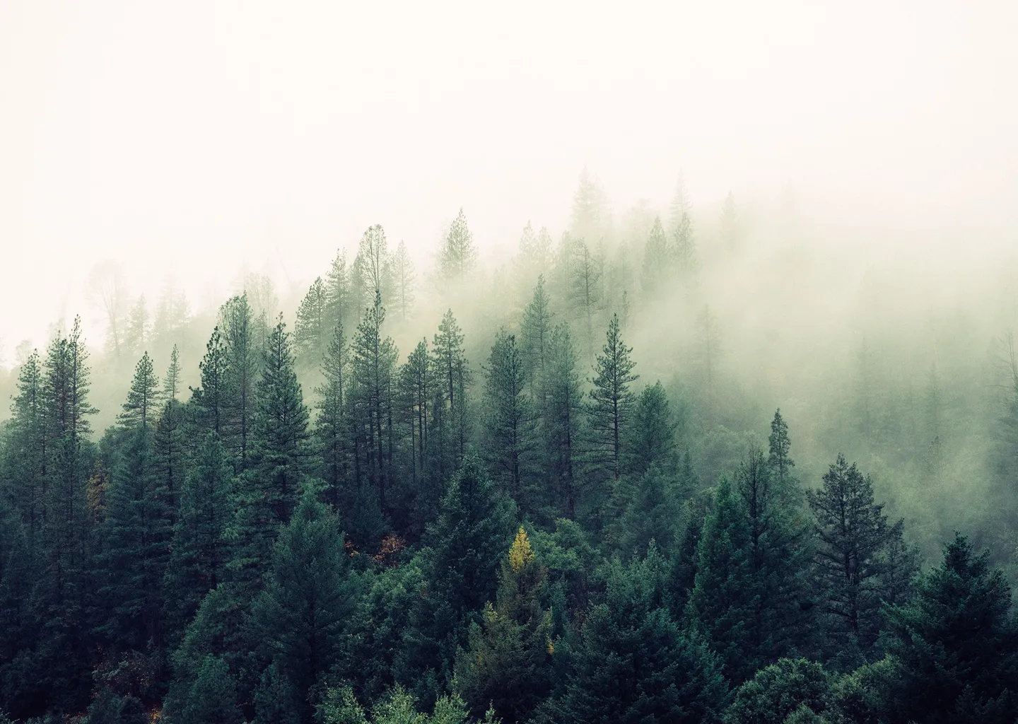 Post Image For Thumbnail for Williams Lake Community Forest Now Accepting Grant Applications