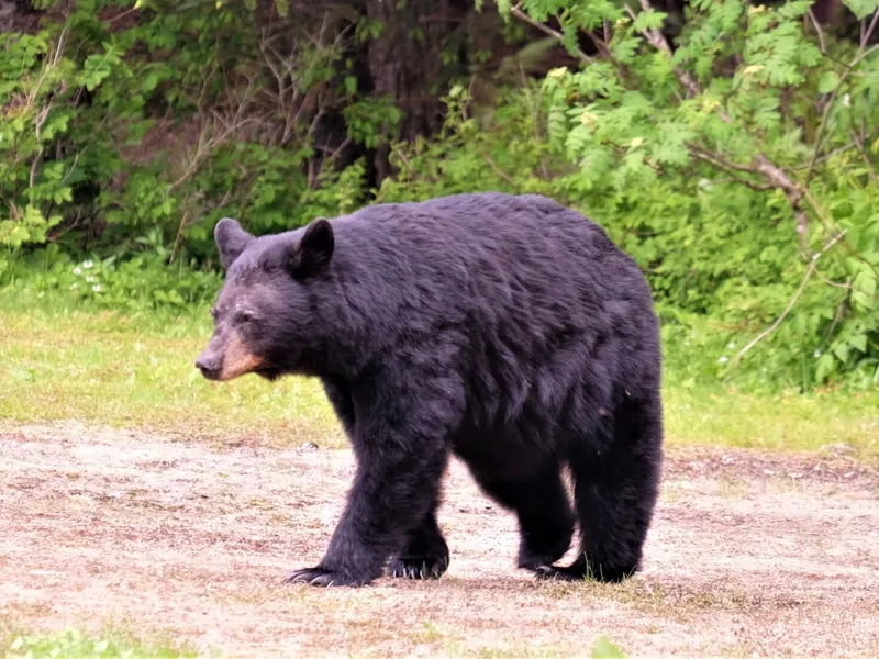 Post Image for Thumbnail for Bear Sighting in Sugar Cane