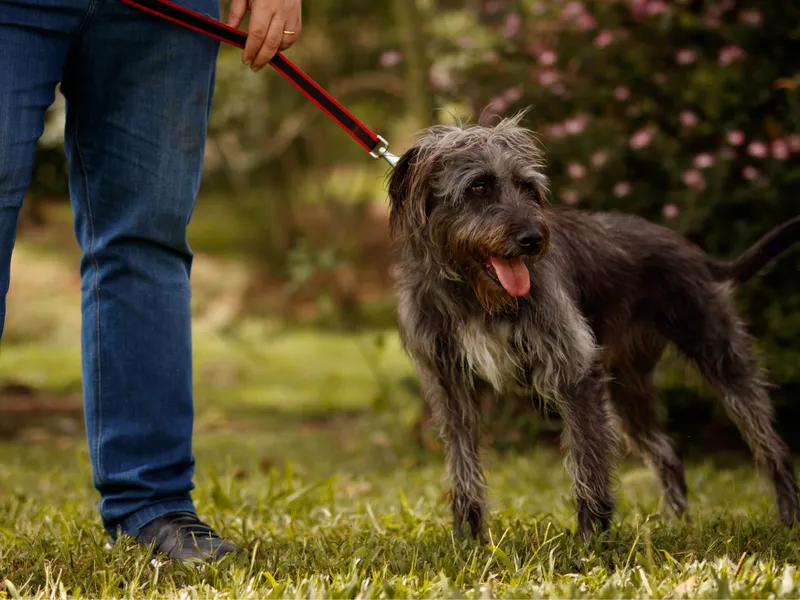 Post Image for Thumbnail for Pet Safety in the Community