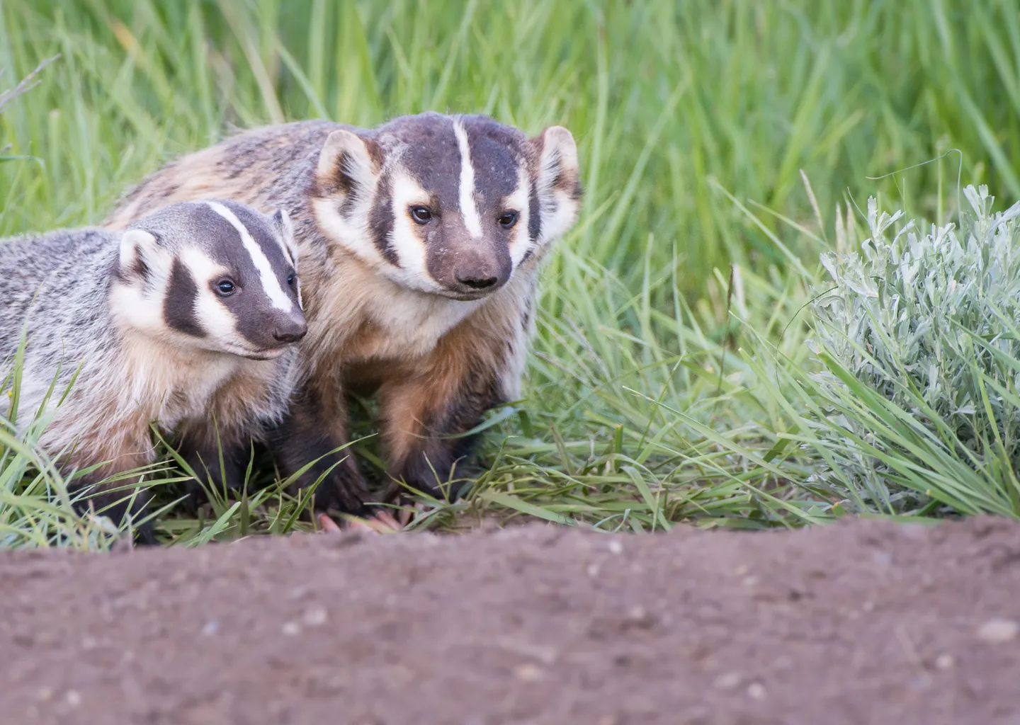 Post Image For Thumbnail for The Public Asked to Contribute to Interactive Badger-Tracking Map