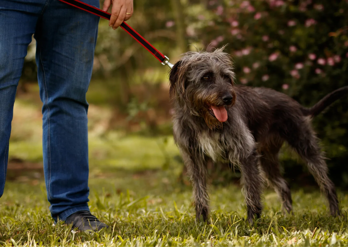 Post Image For Thumbnail for Pet Safety in the Community