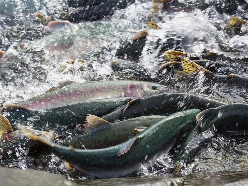 Post Image for Thumbnail for LIMITED FRASER SOCKEYE OPENING