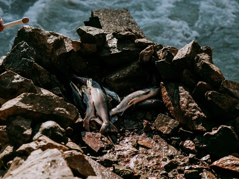 Post Image for Thumbnail for WLFN Fisheries Notice: July 25, 2023