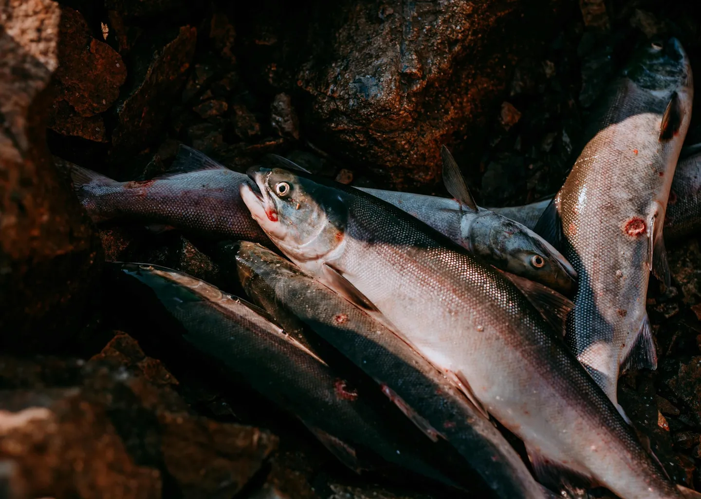 Post Image For Thumbnail for WLFN Fisheries Report: June 27, 2025