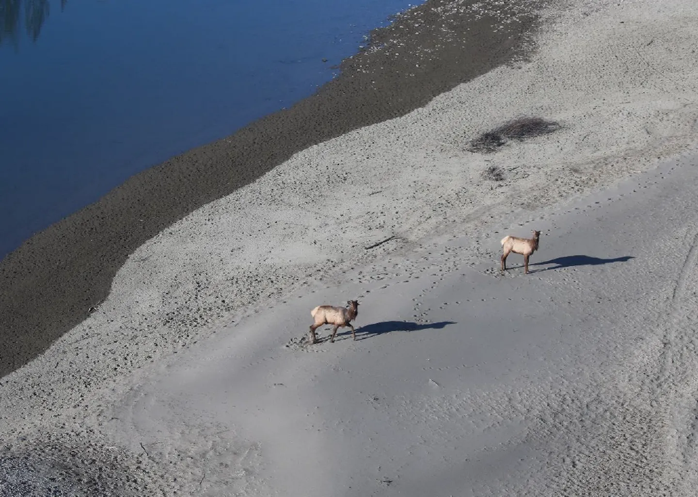 Post Image For Thumbnail for WLFN TCETŚ (ELK) HARVESTING DIRECTIVE