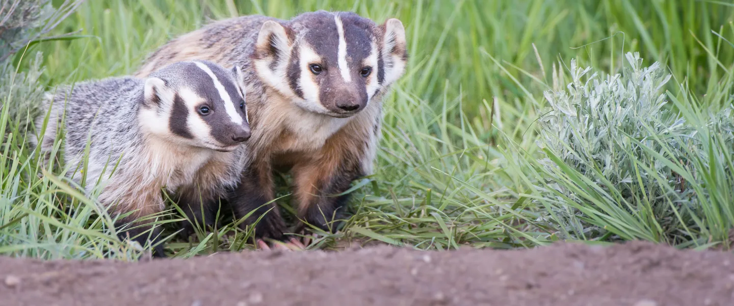 Post Image For Thumbnail for The Public Asked to Contribute to Interactive Badger-Tracking Map